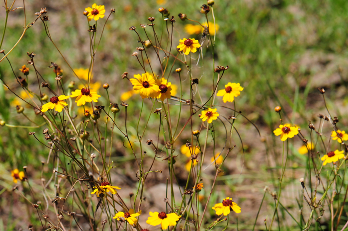 Golden Tickseed flowers grow up to 2 feet (61 cm) or more. These plant are found throughout the United States and Canada and northern Mexico. Coreopsis tinctoria